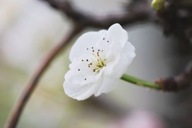 Kış mevsiminde erik gülü.