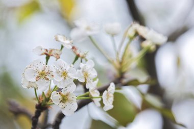 Kış mevsiminde erik gülü.