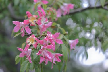 Korsika ya da ağaçta yetişen Ceiba türleri.