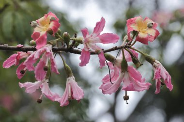 Korsika ya da ağaçta yetişen Ceiba türleri.