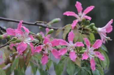 Korsika ya da ağaçta yetişen Ceiba türleri.
