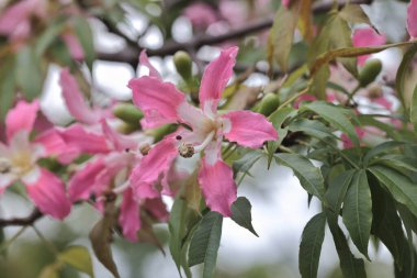 Korsika ya da ağaçta yetişen Ceiba türleri.