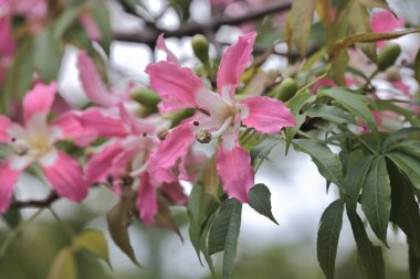 Korsika ya da ağaçta yetişen Ceiba türleri.