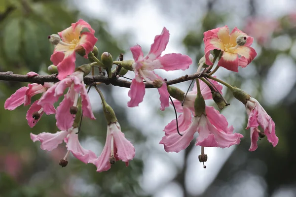 Korsika ya da ağaçta yetişen Ceiba türleri.