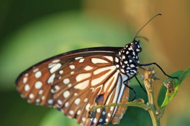 Bir Kral Kelebeği, Sonbahar kelebekleri tomurcuklanan püsküller.