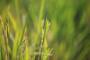  Çeltik tarlasının üzerindeki taze çimenler, doğa kavramı.