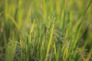 Çeltik tarlasının üzerindeki taze çimenler, doğa kavramı.