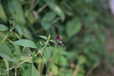 Kara Kırlangıç Kelebeği Yazın doğayla iç içe