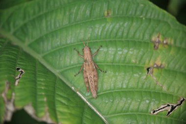 Doğa kavramı, böcek fotoğrafı.
