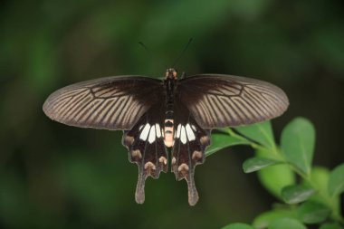 Kara Kırlangıç Kelebeği Yazın doğayla iç içe