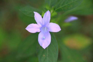 Doğa konsepti, çiçek ve bitkiler