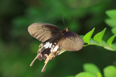 Kara Kırlangıç Kelebeği Yazın doğayla iç içe