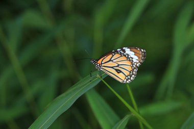 Doğa kavramı, böcek fotoğrafı.