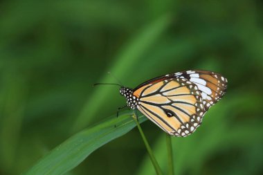 Bir Kral Kelebeği, Sonbahar kelebekleri tomurcuklanan püsküller.