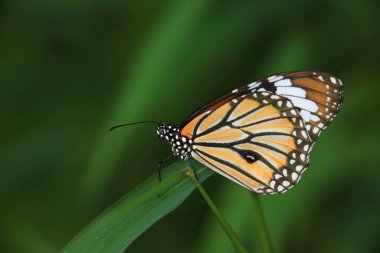 Bir Kral Kelebeği, Sonbahar kelebekleri tomurcuklanan püsküller.