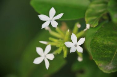 Doğa konsepti, çiçek ve bitkiler