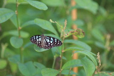 Bir Kral Kelebeği, Sonbahar kelebekleri tomurcuklanan püsküller.
