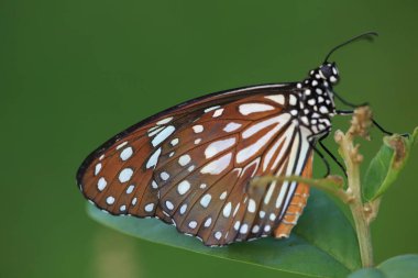 Bir Kral Kelebeği, Sonbahar kelebekleri tomurcuklanan püsküller.