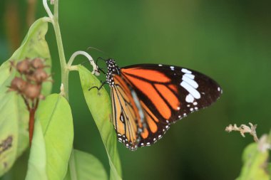 Bir Kral Kelebeği, Sonbahar kelebekleri tomurcuklanan püsküller.