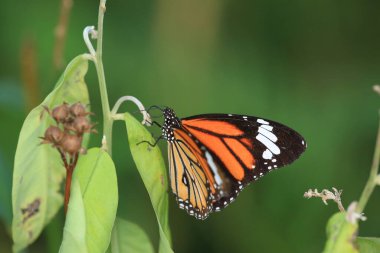 Bir Kral Kelebeği, Sonbahar kelebekleri tomurcuklanan püsküller.