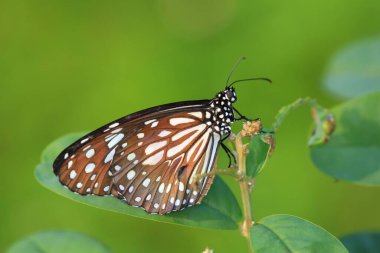 Bir Kral Kelebeği, Sonbahar kelebekleri tomurcuklanan püsküller.