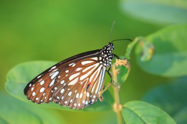 Bir Kral Kelebeği, Sonbahar kelebekleri tomurcuklanan püsküller.