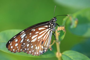 Bir Kral Kelebeği, Sonbahar kelebekleri tomurcuklanan püsküller.
