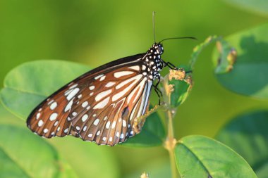Bir Kral Kelebeği, Sonbahar kelebekleri tomurcuklanan püsküller.