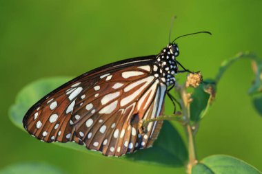 Bir Kral Kelebeği, Sonbahar kelebekleri tomurcuklanan püsküller.