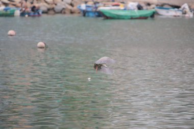 Bir balıkçıl nehir kıyısında oturur, hk.