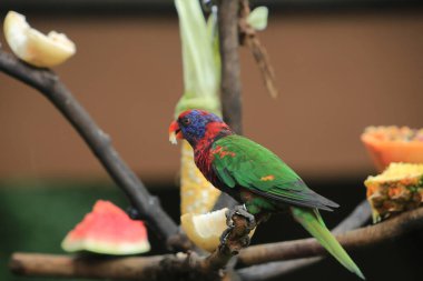 Sevimli ve renkli siyah papağan. Siyah kaplama lori..