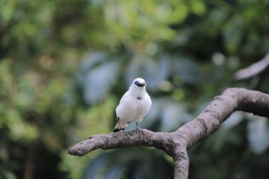 Edward Youde Kuşhanesinde Bali Myna kuşu