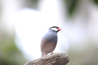 olarak da bilinen Java ispinozu veya Java pirinç serçe.