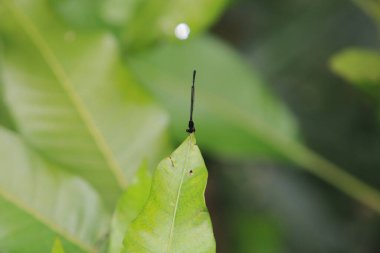 Güzel, parlak bir yusufçuk, doğa konsepti.