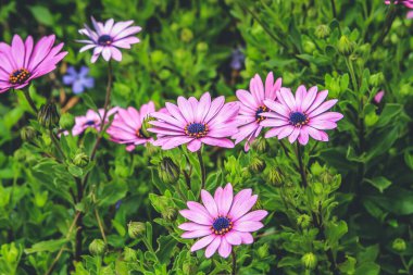 Sarı bir polen halesi ve koyu mor merkezi olan mor bir un..
