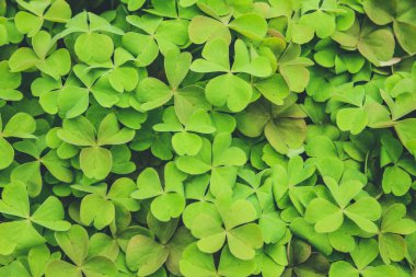 Yeşil, mutlu bir yaprak dokusu güzel, doğal bir arka plan.