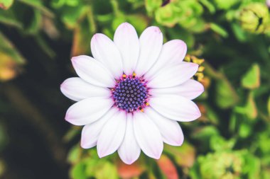 Güzel Osteospermum beyaz çiçekleri.