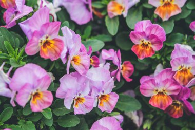 Güzel çiçek açmış, açık havada nonoş çiçekleri.