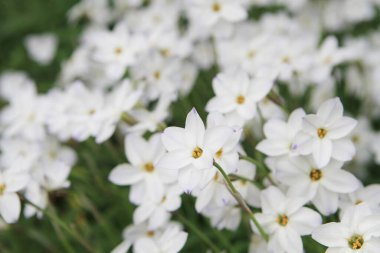 Beyaz bahar çiçekleri Ipheion uniflorum çimenlikte