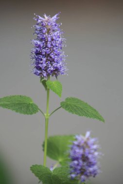 Provence lavanta alanı, doğa konsepti görüntüsü.