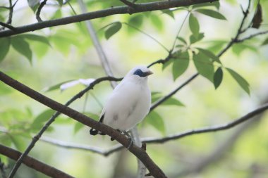Edward Youde Kuşhanesinde Bali Myna kuşu,