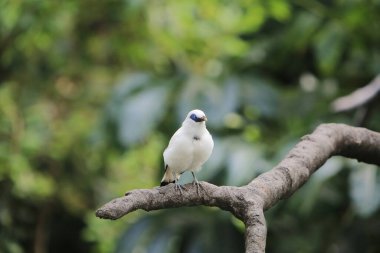 Edward Youde Kuşhanesinde Bali Myna kuşu,