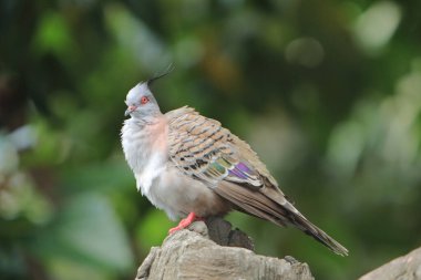 ibikli güvercin, doğa konsepti görüntüsü.