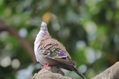 ibikli güvercin, doğa konsepti görüntüsü.