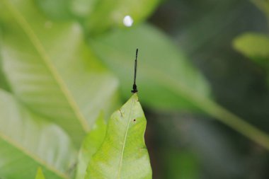 Güzel, parlak bir yusufçuk, doğa konsepti.