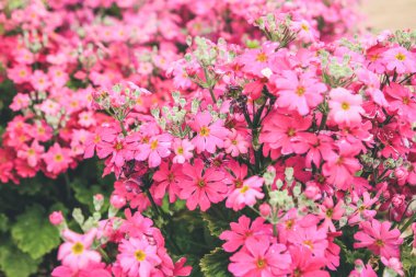 Yaz başında Pembe Ortanca Çiçeğinin Kapanışı