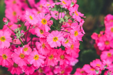 Yaz başında Pembe Ortanca Çiçeğinin Kapanışı