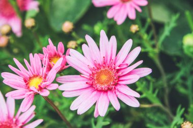 renkli papatya çiçek, Açık Bahçe üzerinde kapat