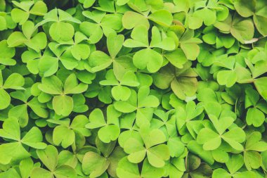 Yeşil, mutlu bir yaprak dokusu güzel, doğal bir arka plan.