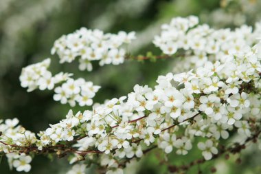 Büyük bir kümede yeşil saplı küçük beyaz çiçekler..
